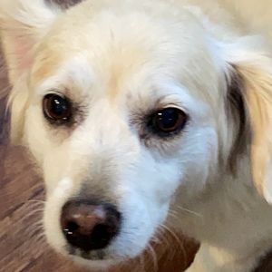 Meet your Posher, Yael